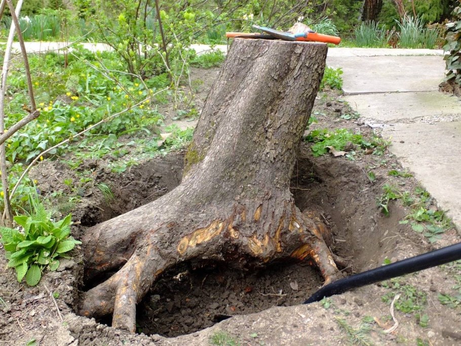 Саженец яблони с корнями