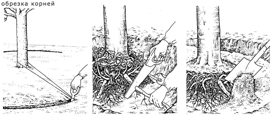 Вертициллезное увядание (Вилт)малины