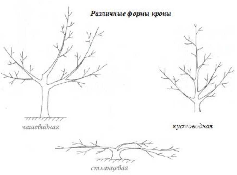 Корневая шейка у вишни