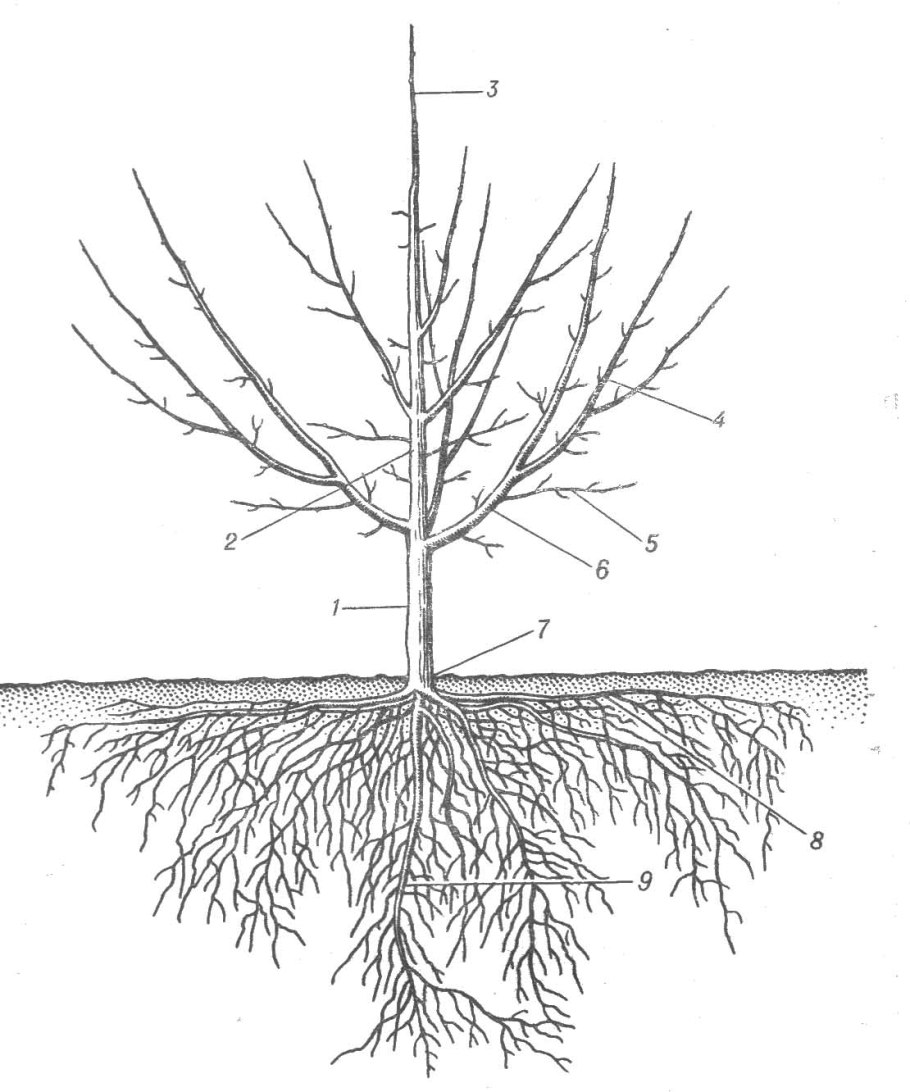 Нектриевый некроз коры