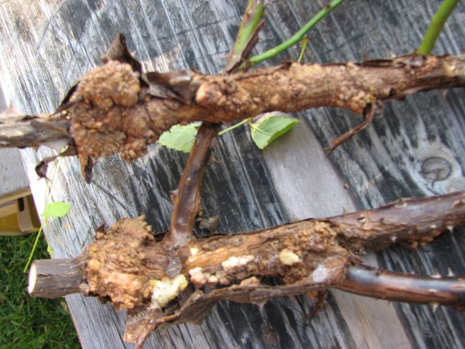 Корни абрикосового дерева