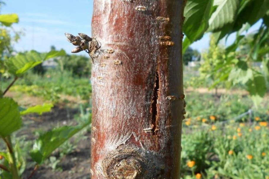 Деревья с вертикальной корневой системой