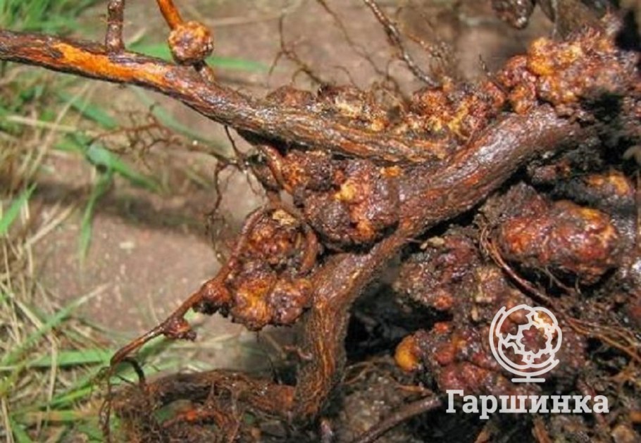 Антракноз розы