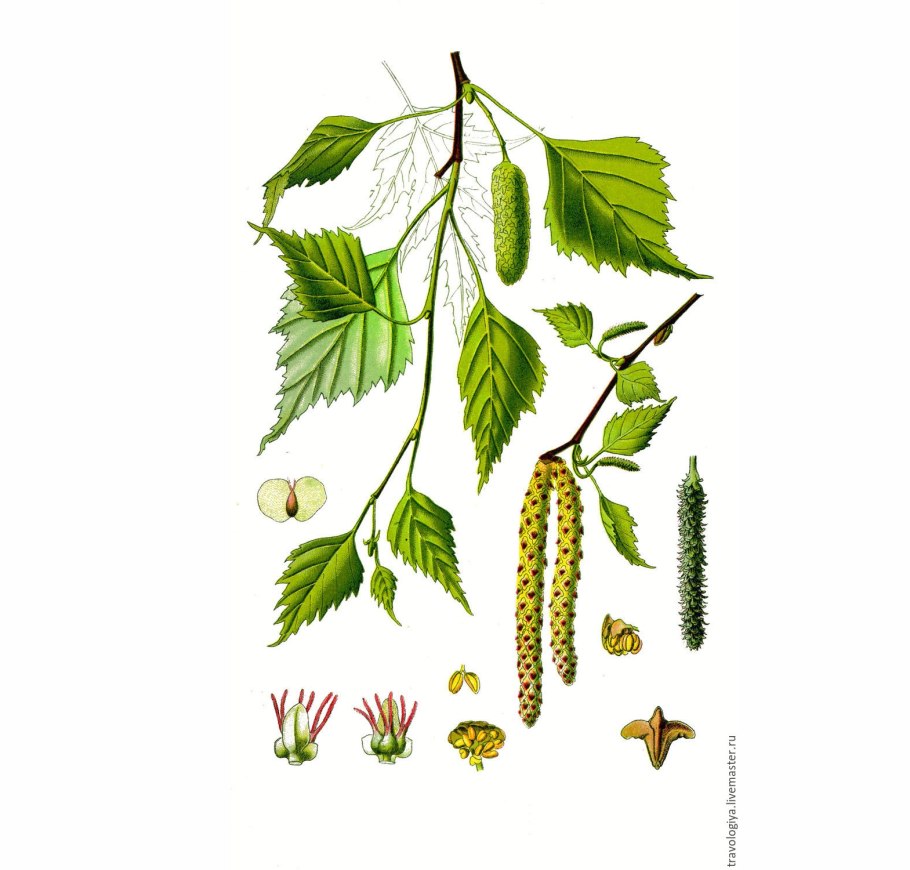 Betula verrucosa