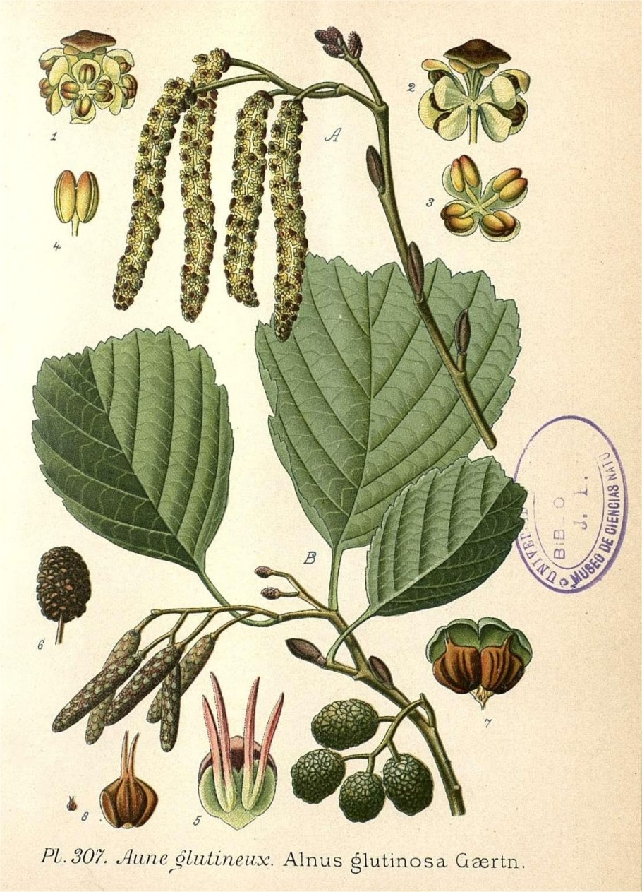 Ольха гидрохория