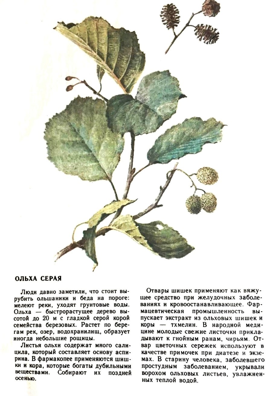 Тополь дрожащий осина семена