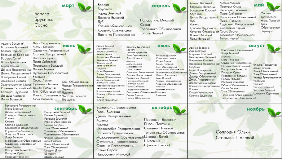 Соцветие ольхи