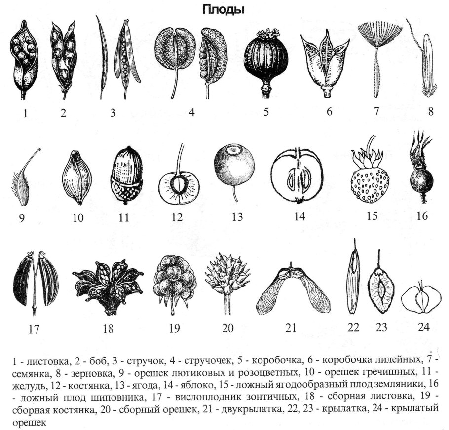 Ольха серая Alnus incana (l.) Moench