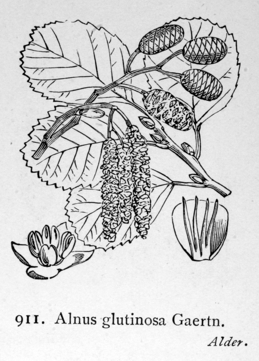 Alnus glutinosa рисунок