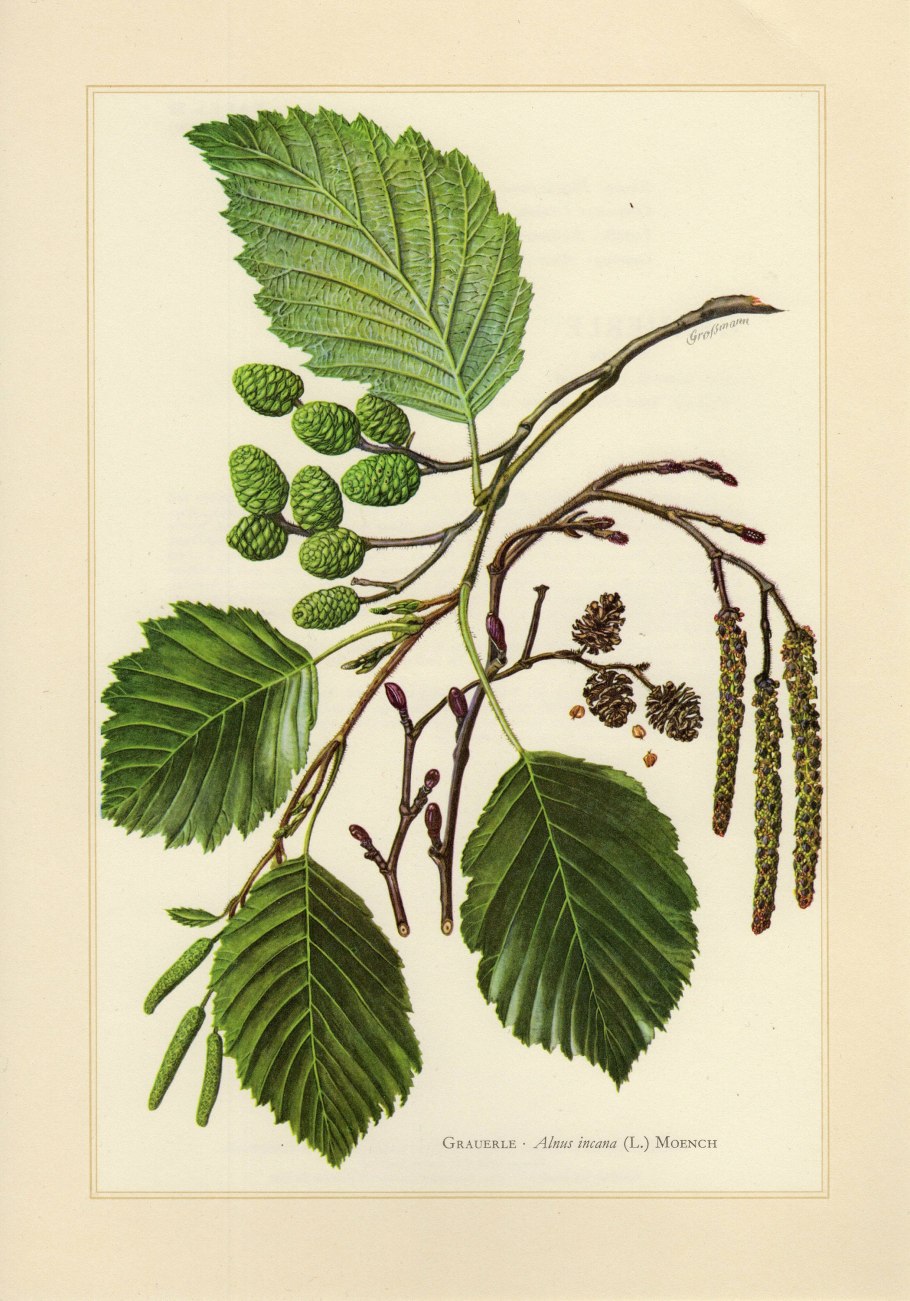 Семейство Лилейные диаграмма цветка