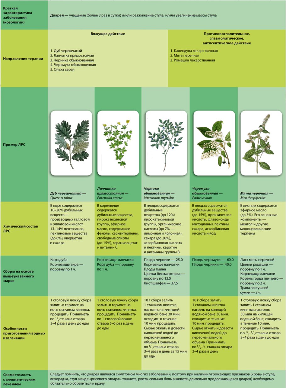 Гинецей гвоздичных