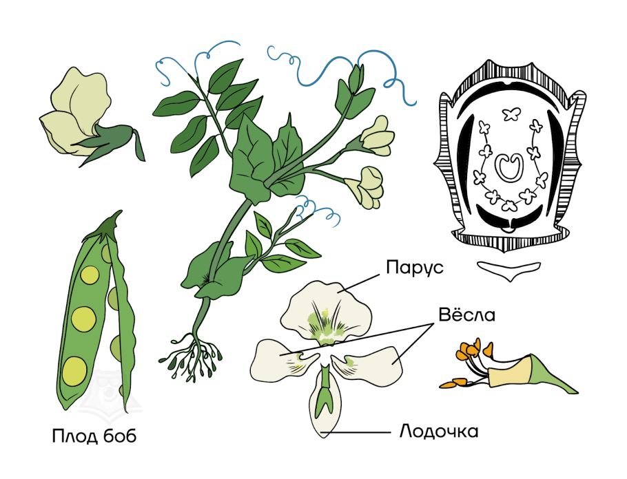 Диаграмма цветка сирени
