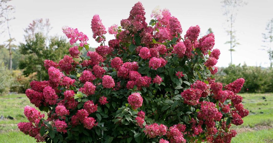 Гортензия метельчатая Prim Red