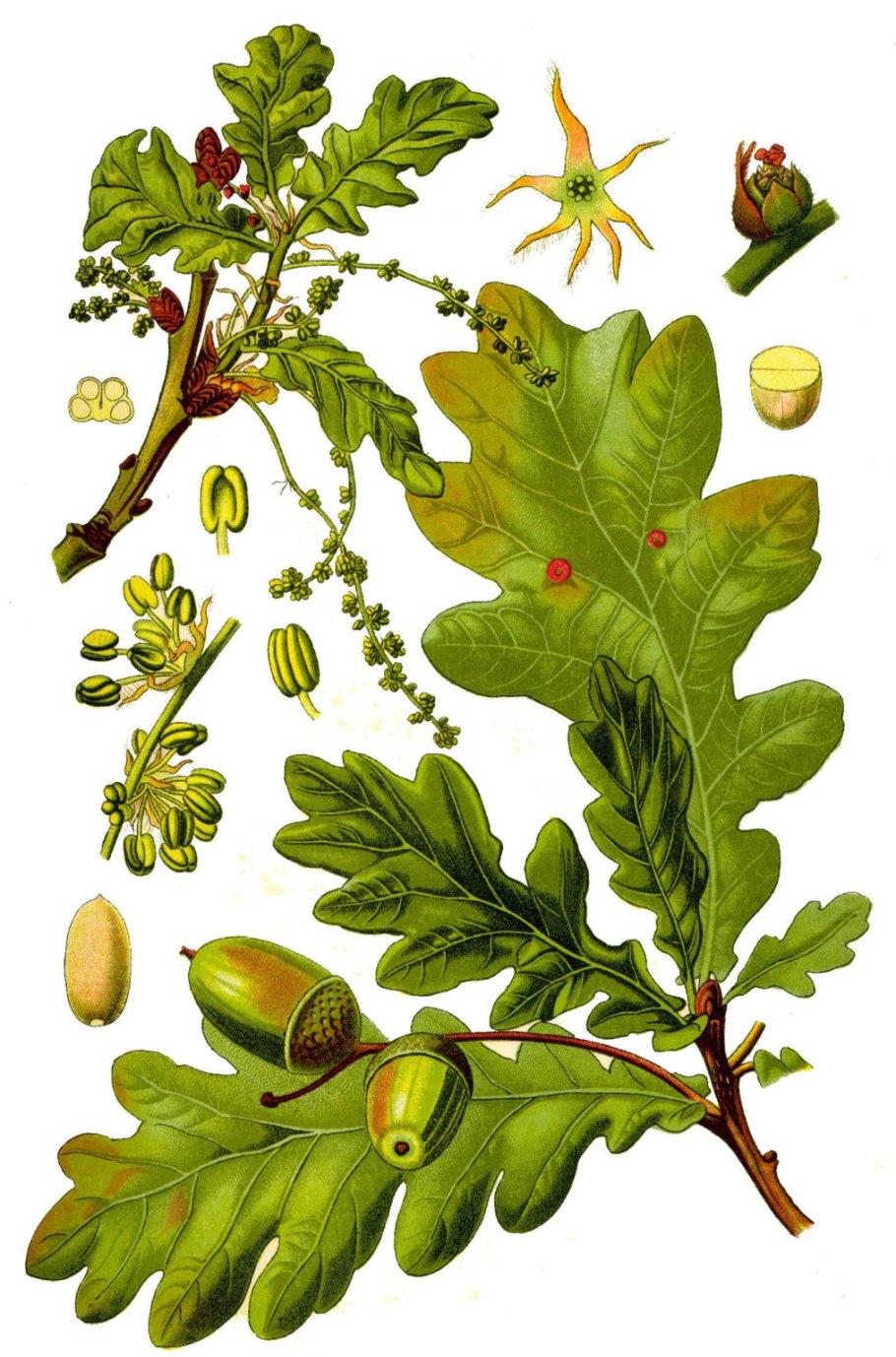 Омский Садовод дуб: черешчатый