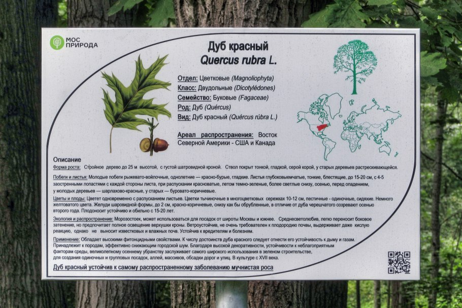 Дуб черешчатый Ботаническая иллюстрация