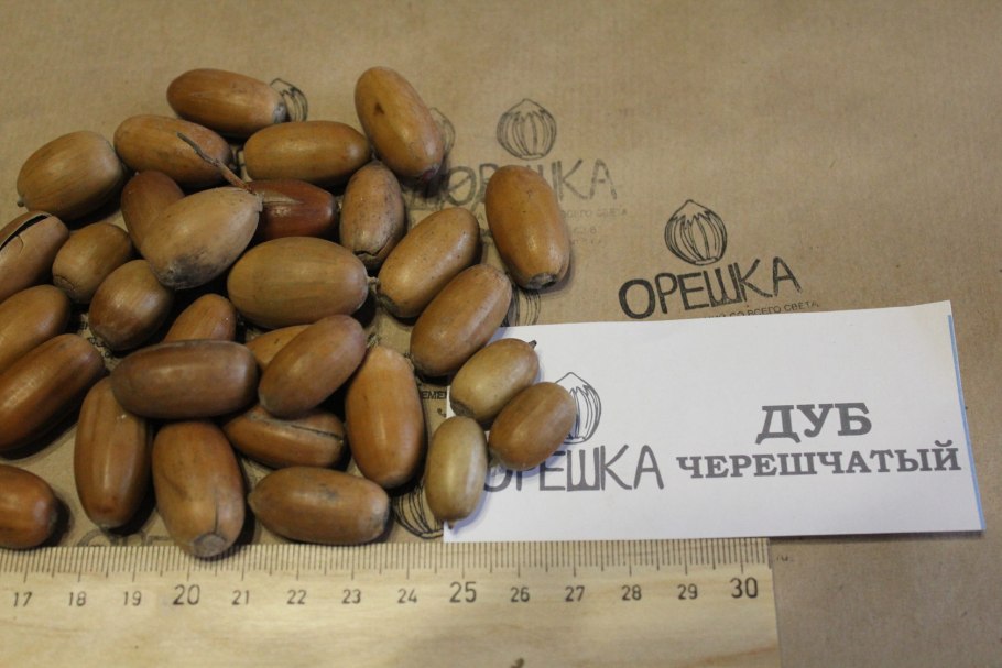 Дубы черешча- тый гербарий