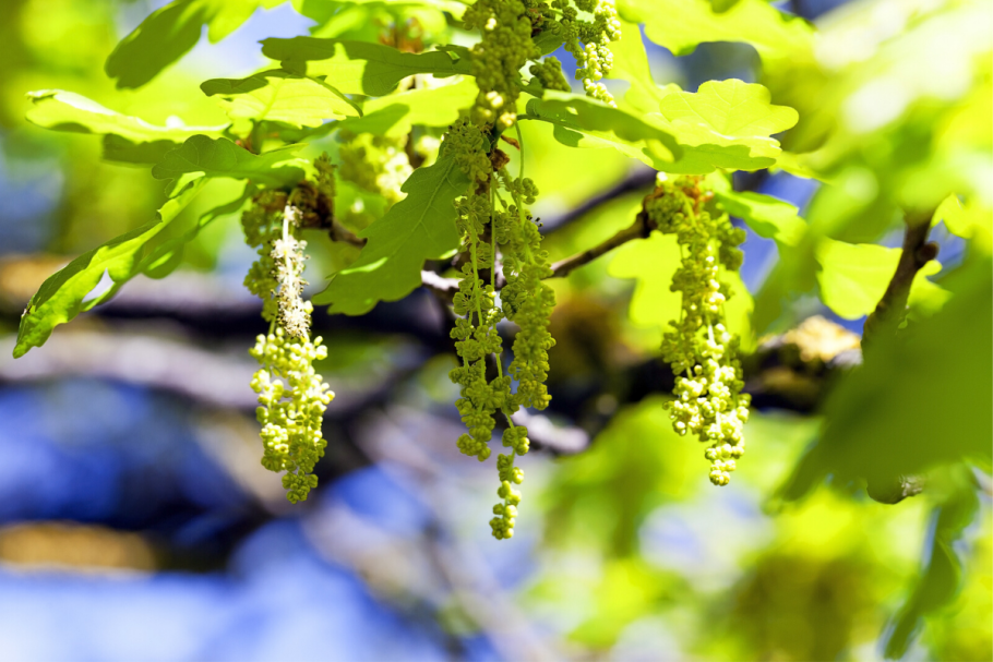 Лист дуба простой