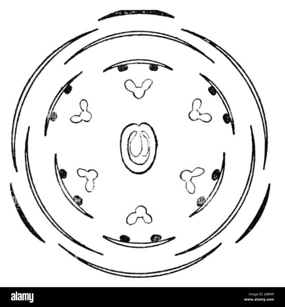 Белый молодой дуб