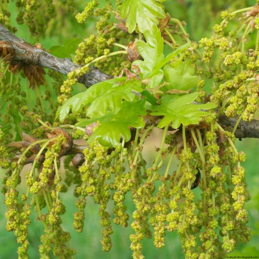 Дуб черешчатый гербарий