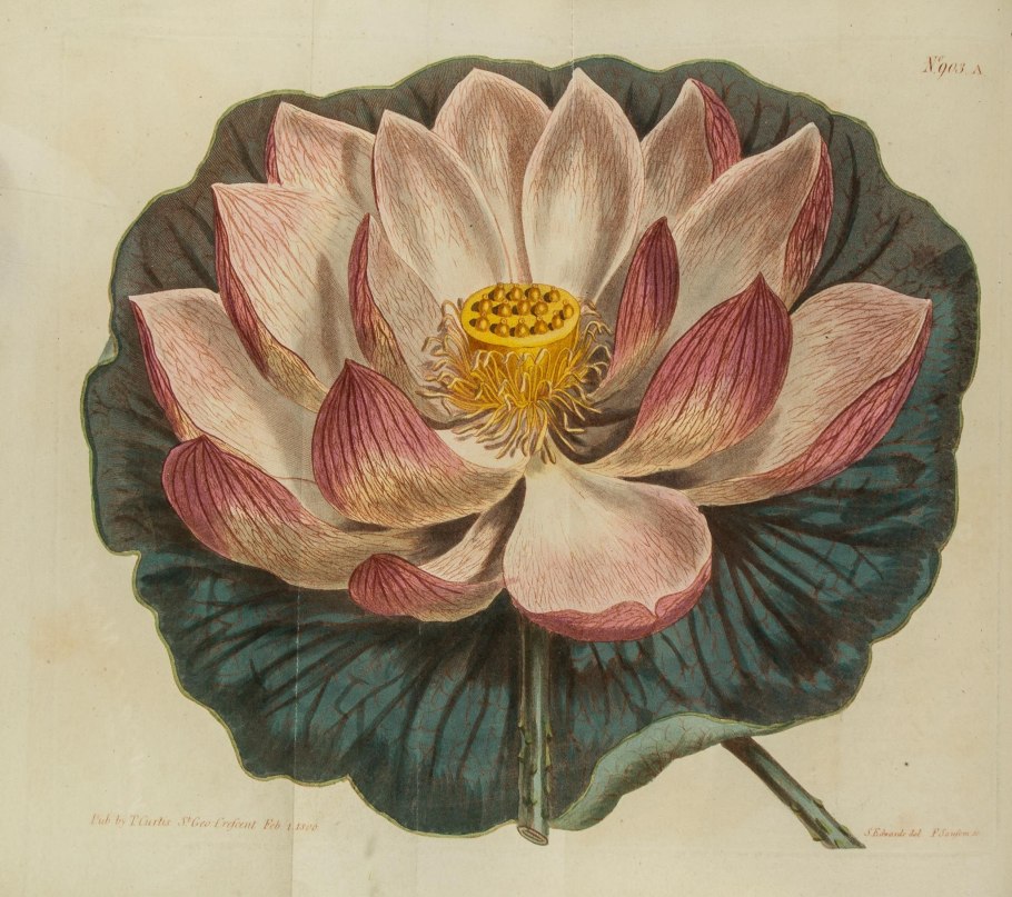 Curtis Botanical Magazine Double Prints 1787 Floral illustration.