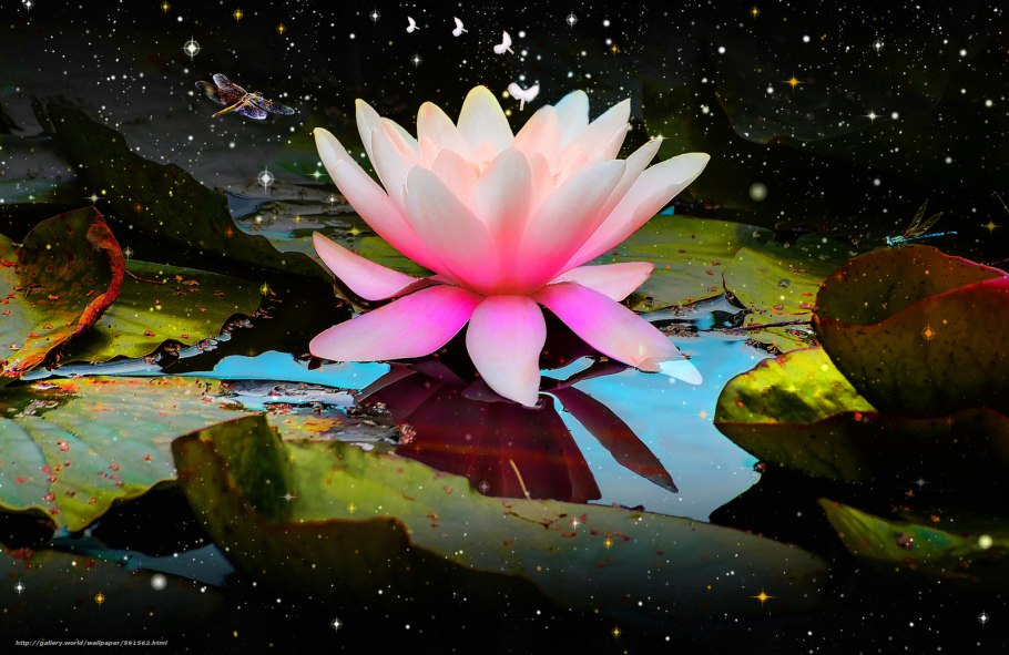 Волшебные кувшинки