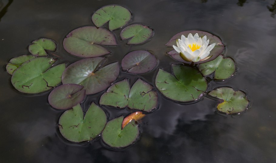 Вьюнок Лютик кувшинка