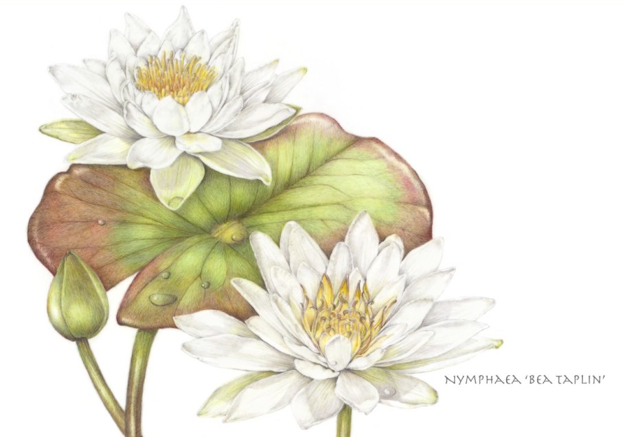 Кувшинка белая