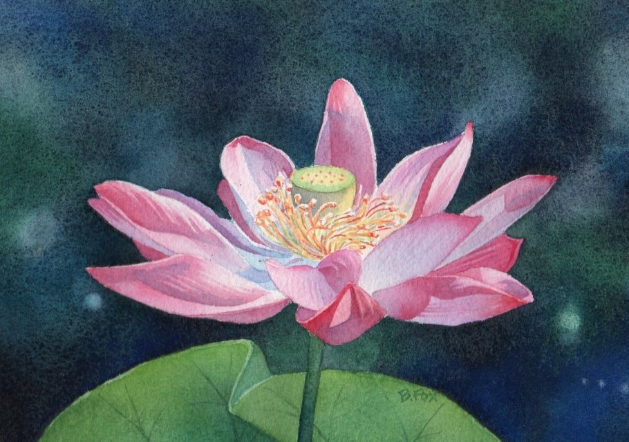 Лотос орехоносный Ботаническая живопись