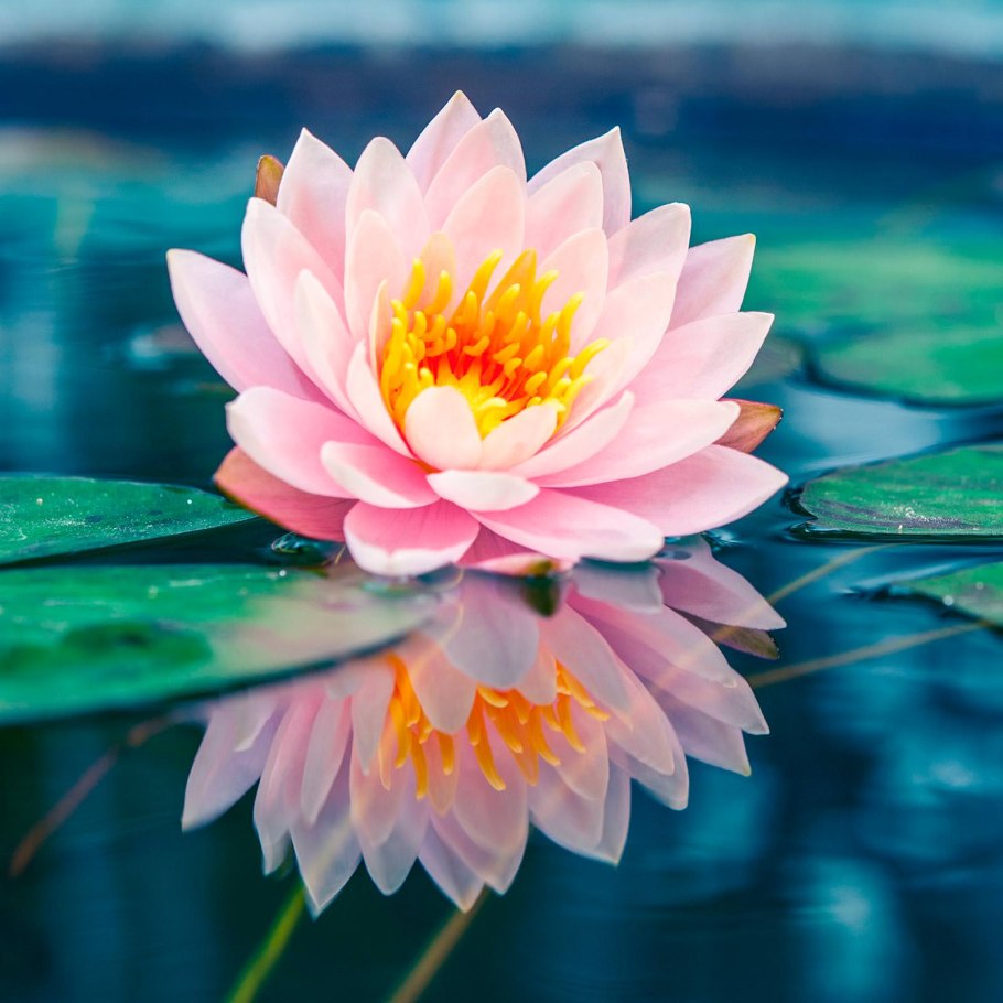 Алмазный Лотос