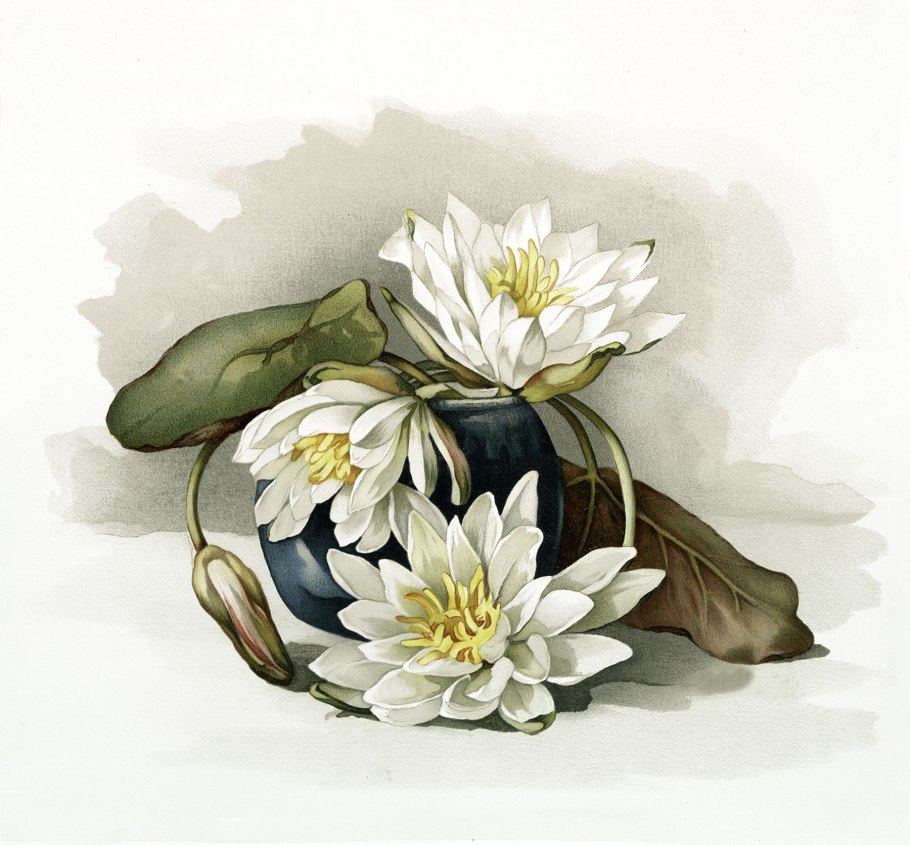 Кувшинка белая Botanical Art