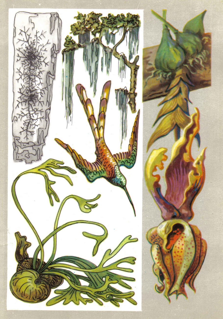 Эпифитный папоротник