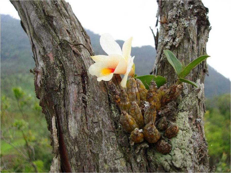 Орхидея фаленопсис в дикой природе