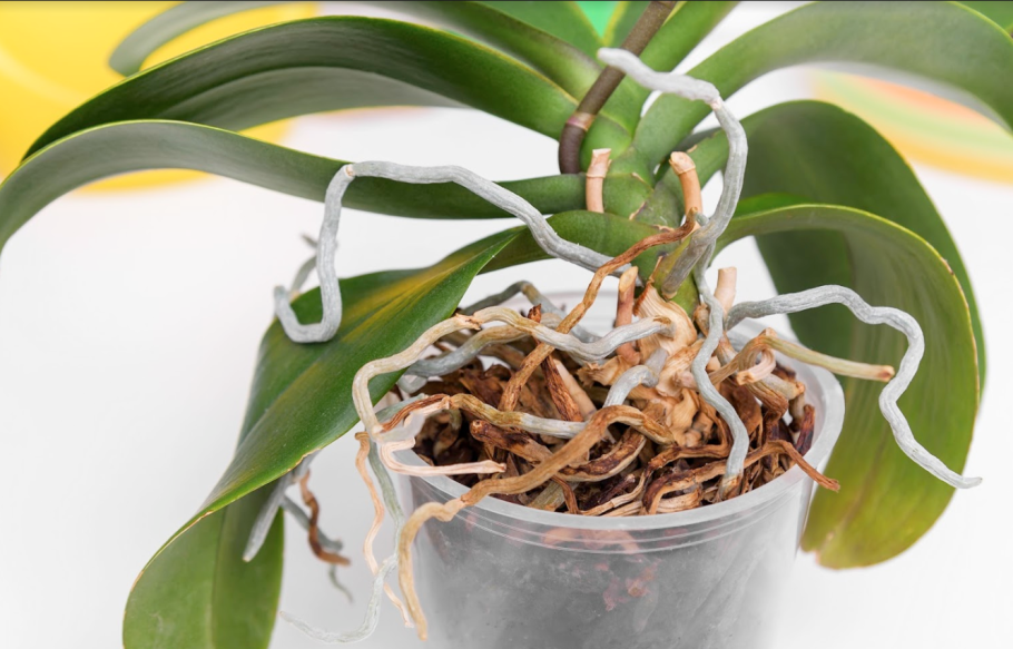 Омолаживание орхидеи фаленопсис