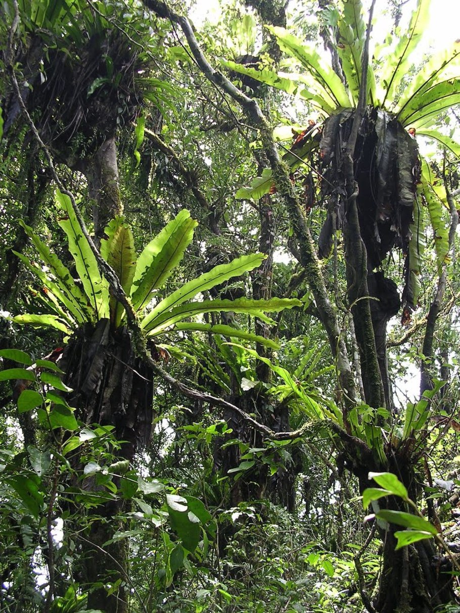 Асплениум гнездовой эпифит