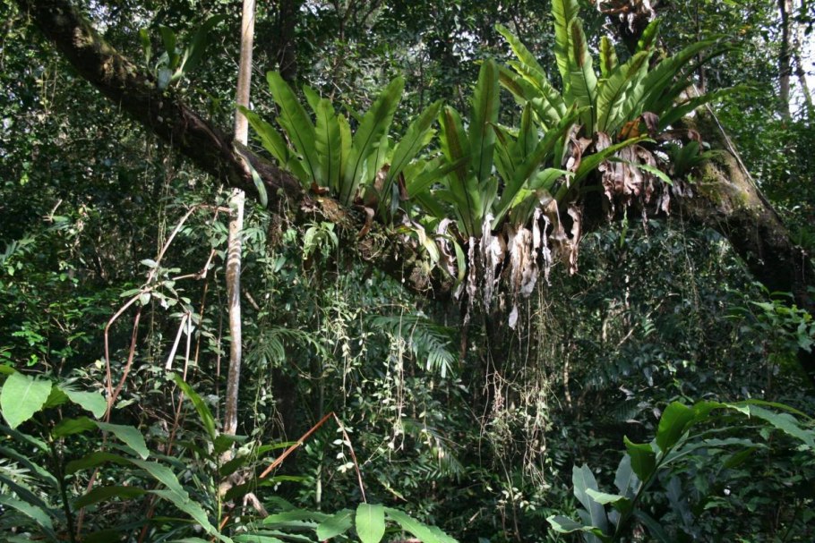 Эпифиты Австралии