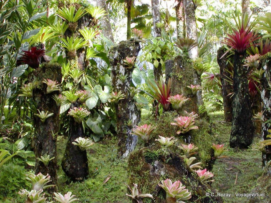 Бромелиевые Эпифиты