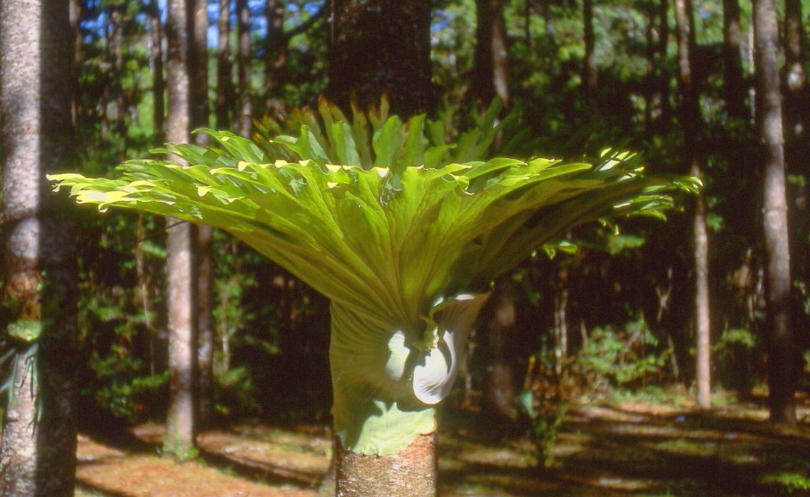 Эпифит повреждения