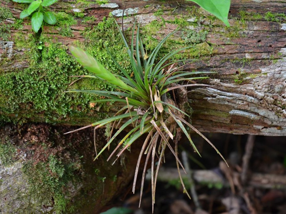 Эпифиты в Африке