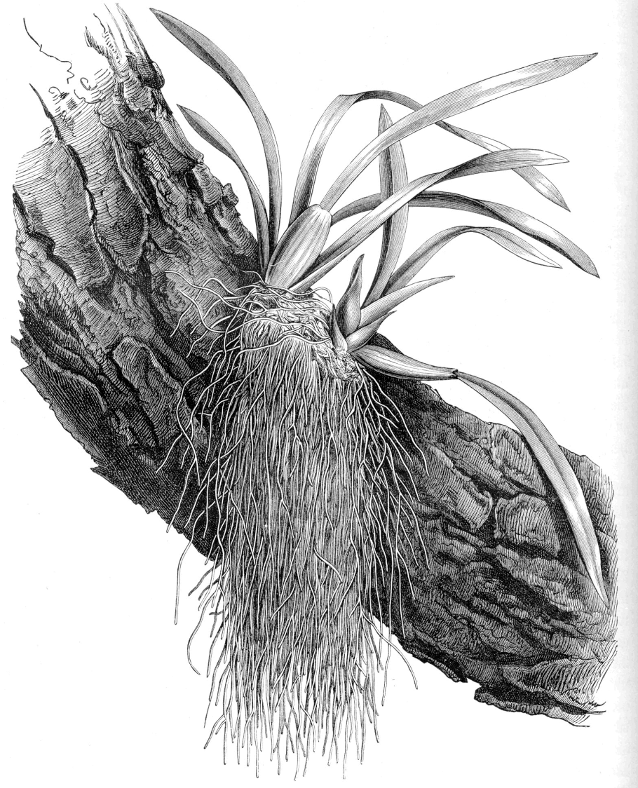 Кернер жизнь растений