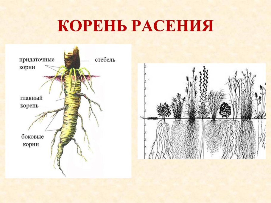 Слайд корень это