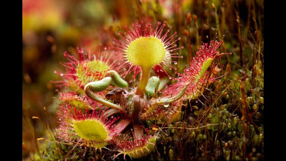 Росянка растение хищник