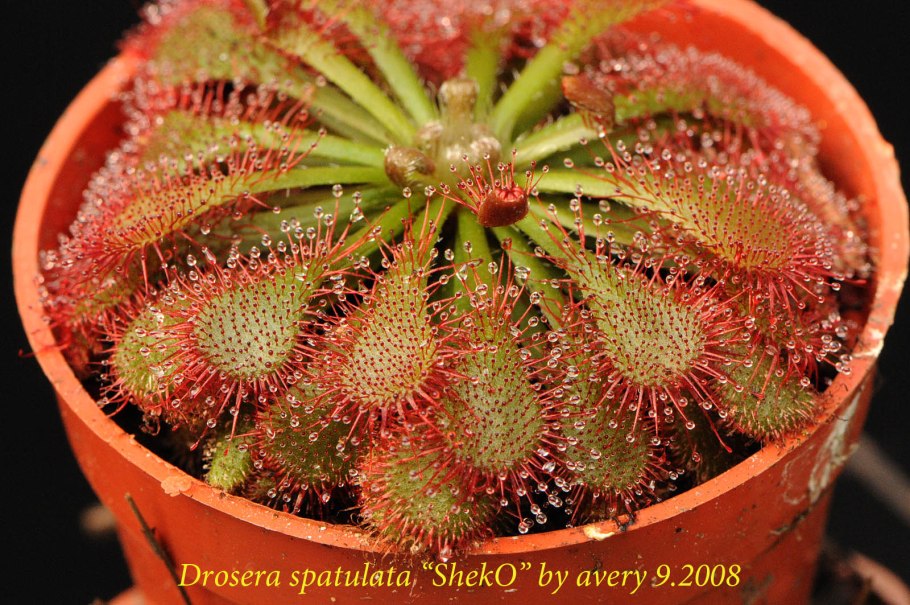 Росянка растение хищник