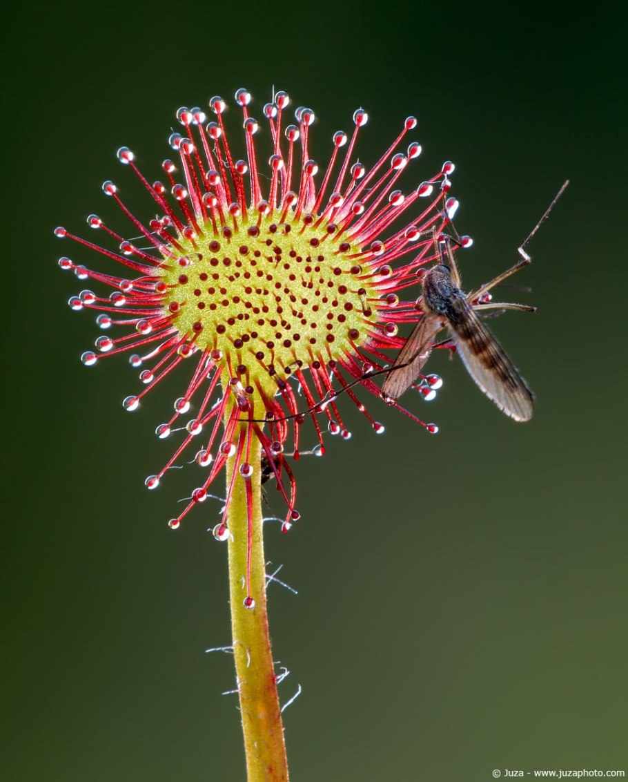 Росянка (Drosera)
