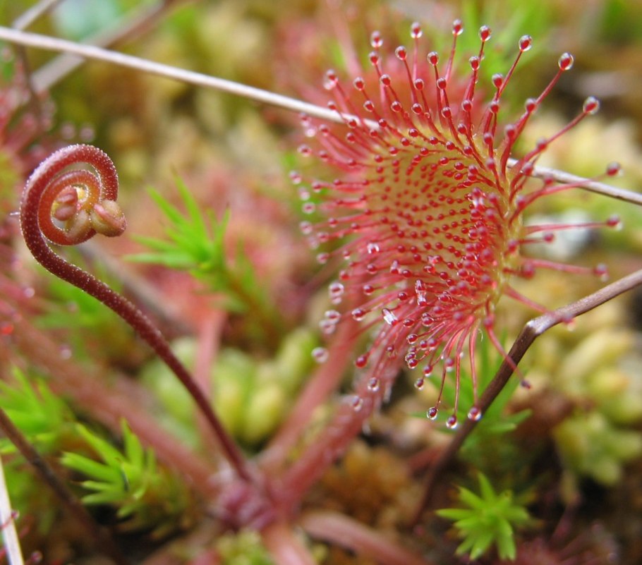 Росянка Болотная