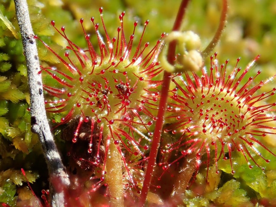 Растение росянка круглолистная