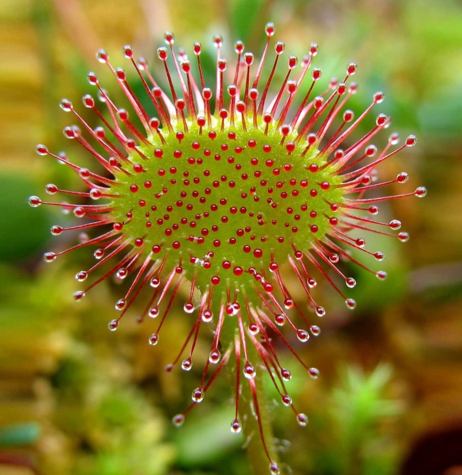 Росинка круглолистная