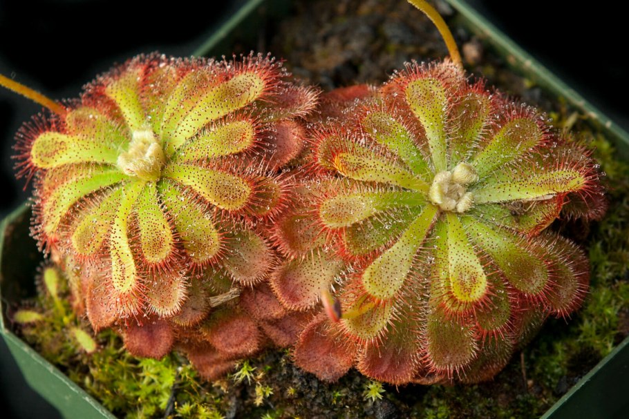 Росянка Алисия