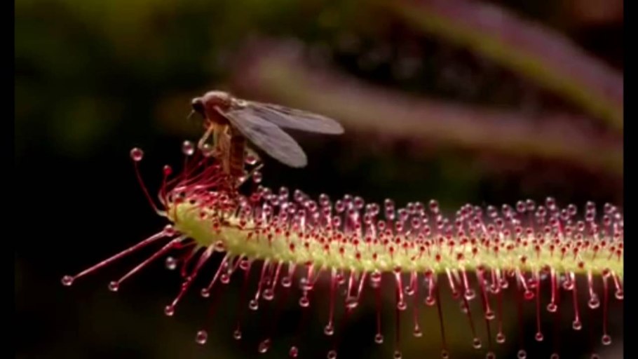 Росянка и Дионея