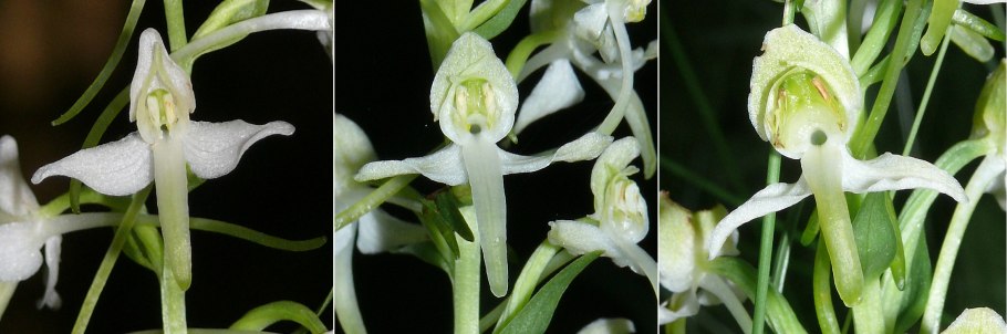 Platanthera Hyperborea