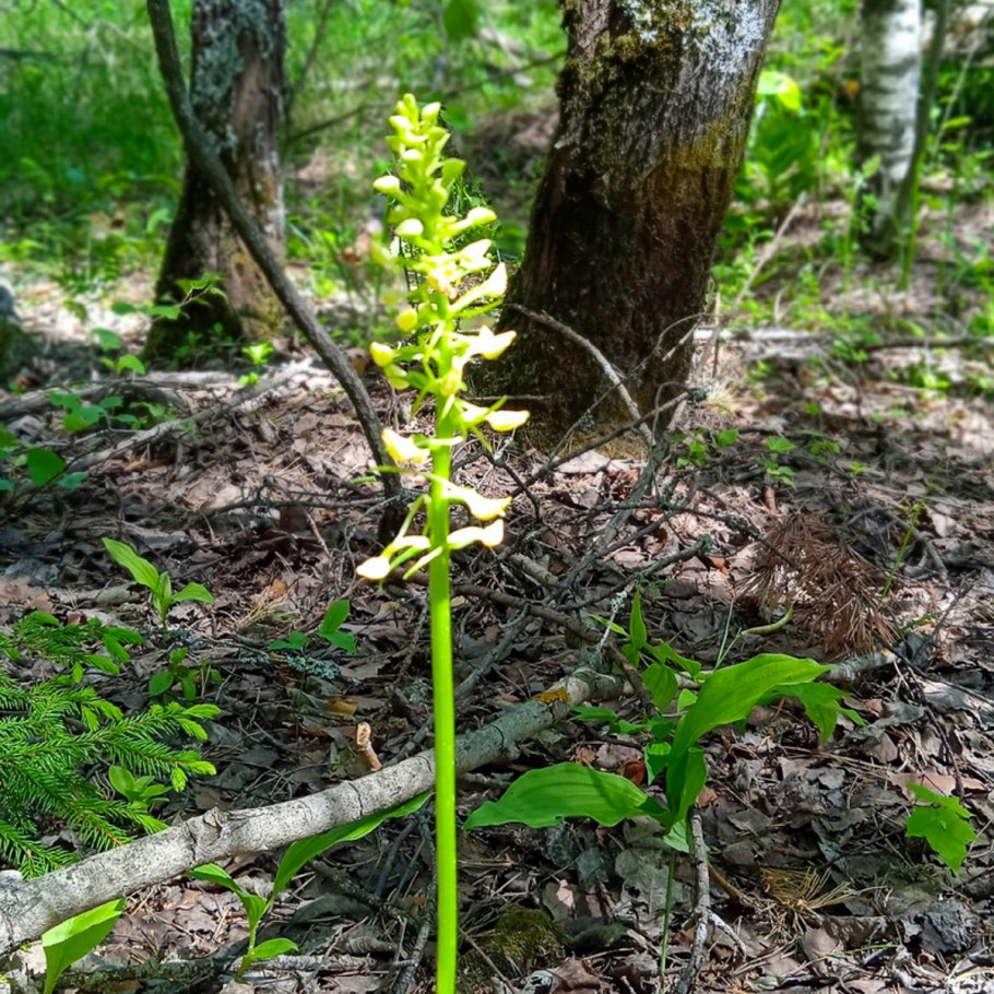 Platanthera chlorantha
